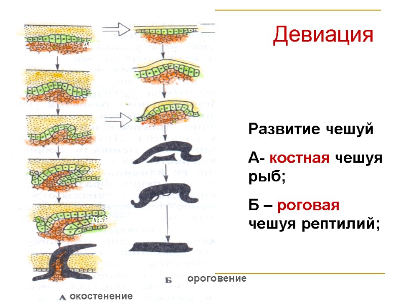 Развитие чешуй А- костная чешуя рыб; Б – роговая чешуя рептилий; окостенение ороговение Развитие чешуй А- костная чешуя рыб; Б – роговая чешуя рептилий; окостенение ороговение
